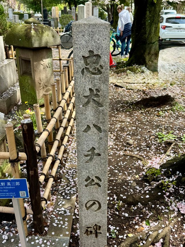 Parte 7
BENVENUTO IN GIAPPONE 🇯🇵
TOKYO