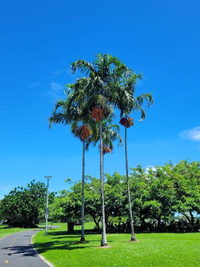 Día 103 de 175: Crucero alrededor del mundo - Cairns/Australia