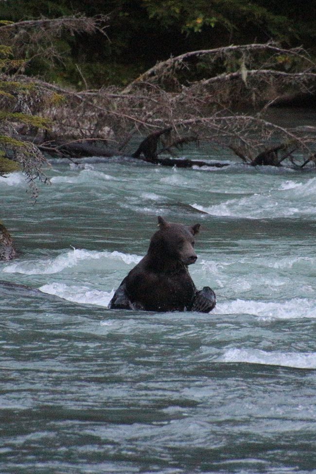 Day 26: Chilkoot River - a big bear show & photoshoot with 'Lulu'