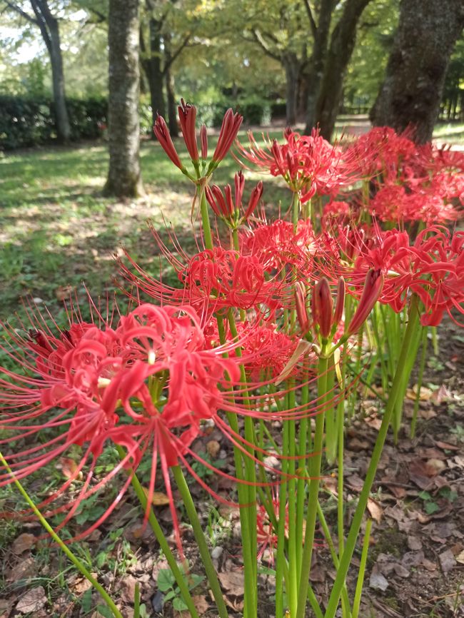Kyoto la Première