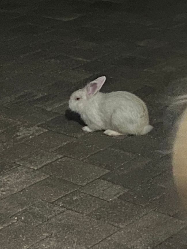 Floridatraumtour Tag 5