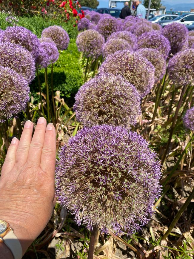 und Riesen-Allium