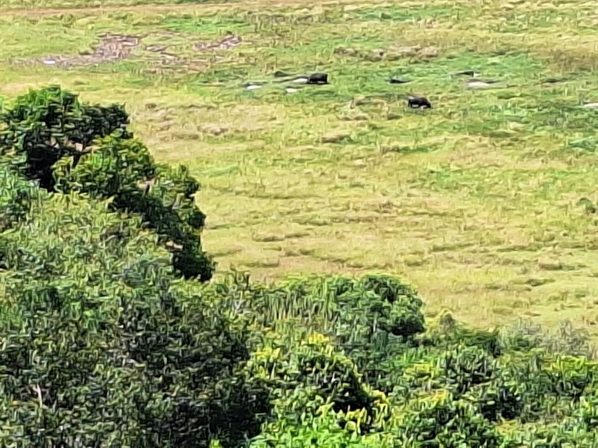 Masai Mara/Kenia