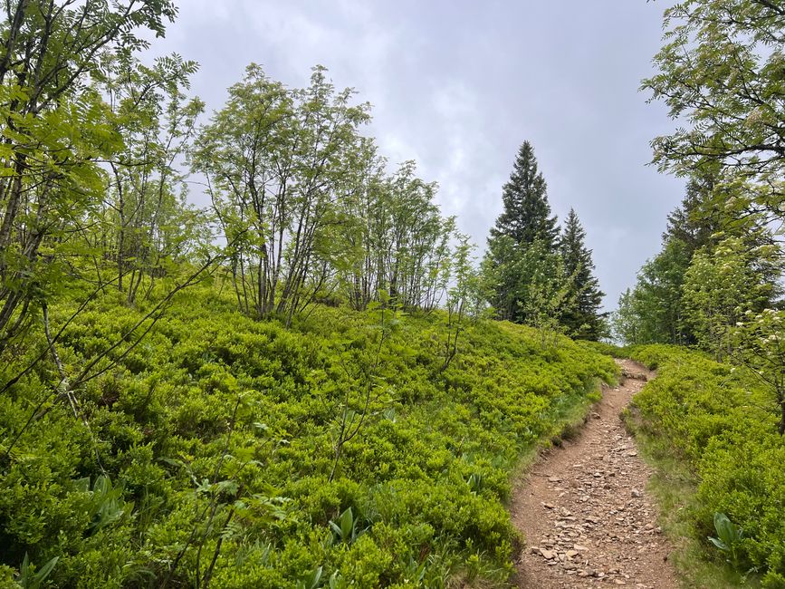 26 Feldbergsteig Escursione Pro Wolermoos