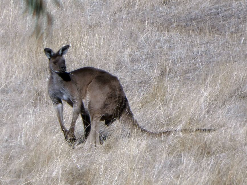 Tanunda, Barossa Valley
