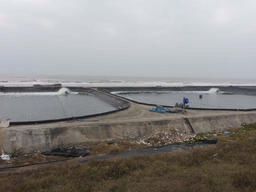 Qu'est-ce qui est cultivé dans cette eau de mer ?