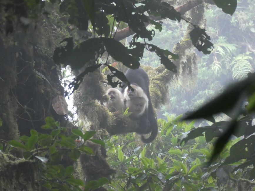 Kapuzineraffe, Monteverde Reservat