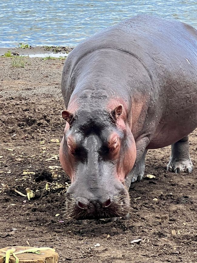 Från Lake Naivasha Country Club till Great Rift Valley Lodge and Golf Resort