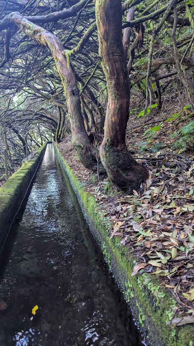 Tag 10: Levada das 25 Fontes und Risco & Feenwald