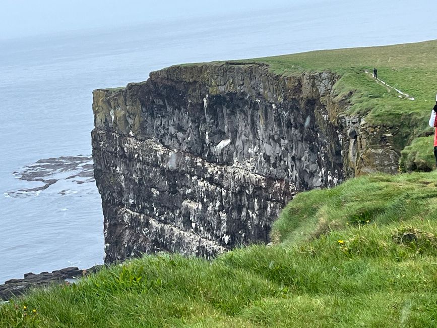 Auf der Jagd nach Puffins