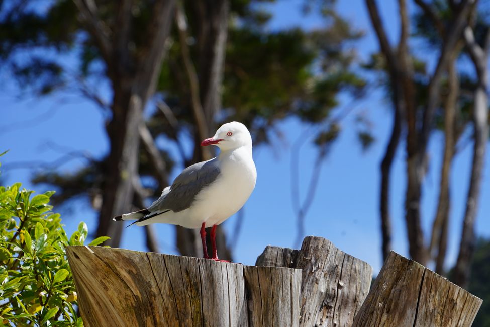 Abel Tasman Coastal Track