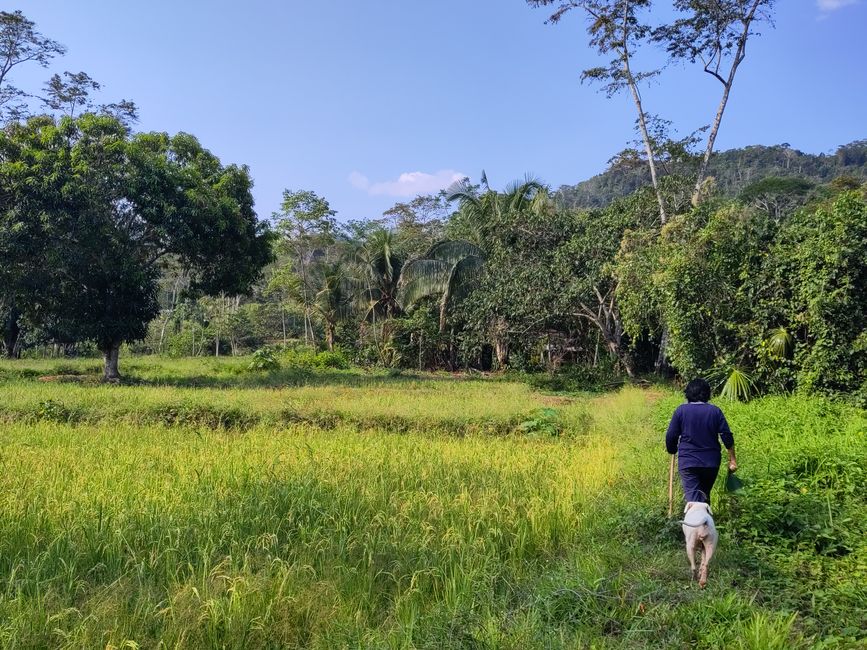 Shining beetles, green oranges, and other peculiarities: My last days in the Peruvian Selva