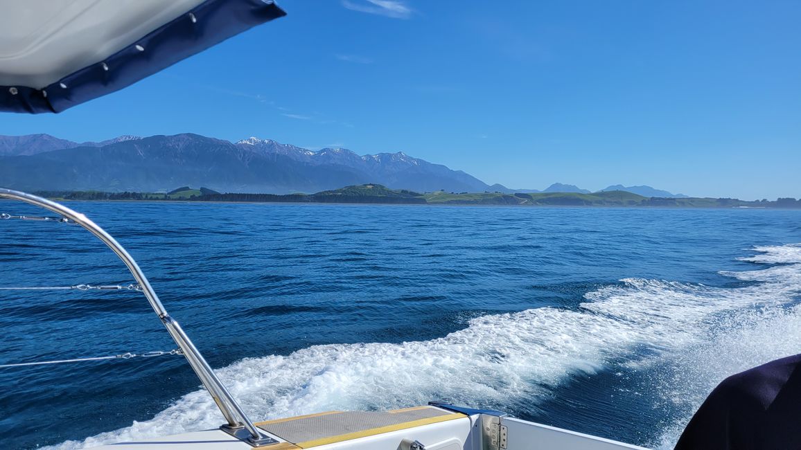 Delfin-Balett vor der South Bay in Kaikoura