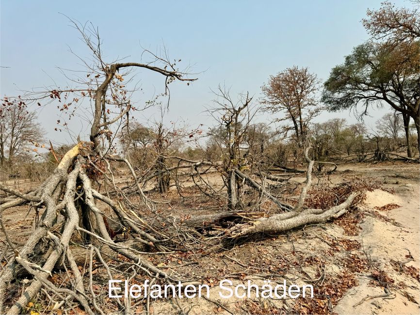 Dusty, Bumpy, Wobbly, from Maun to Greater Moreni Park