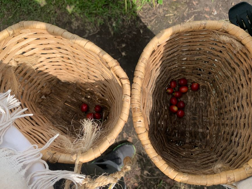 好的红果放入篮子,不好的绿果放入锅中