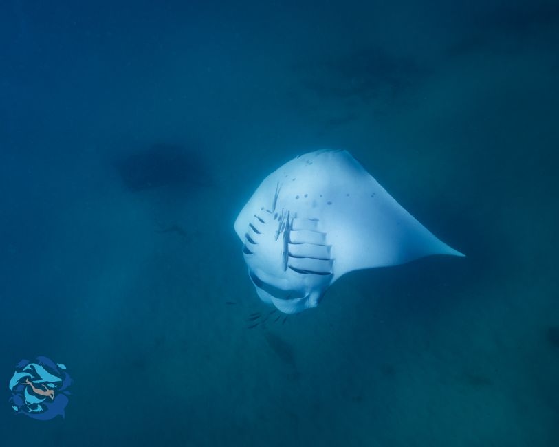 Snorkeling