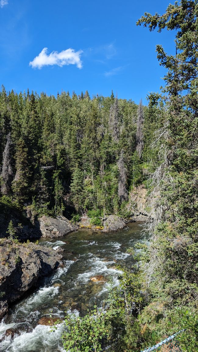 Tag 27: Bärenshow & fantastische Bergwelten - zurück nach Yukon/Kanada