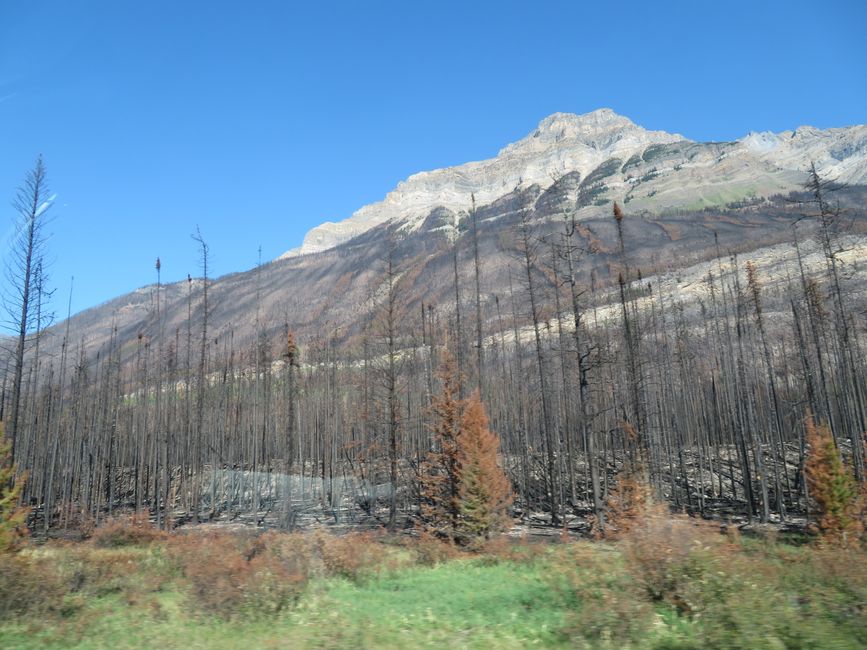 Burned Jasper National Park - the darkest part of our trip.