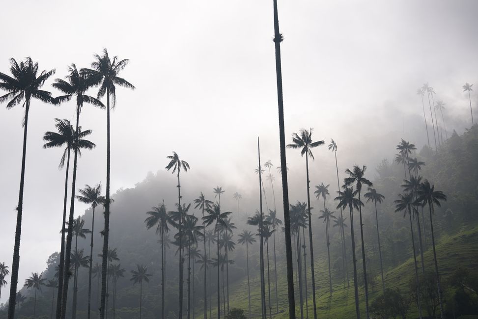 Large palm trees