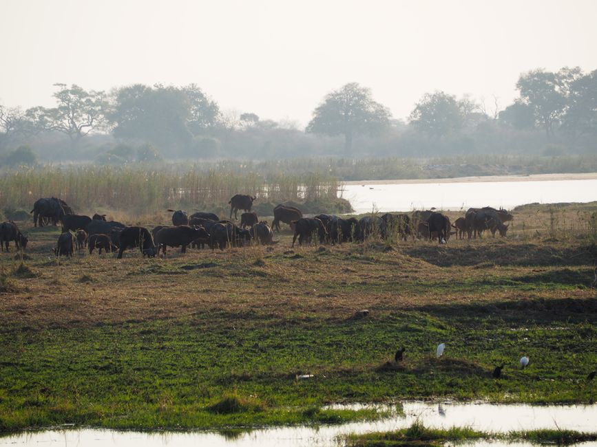 Safari pur-das Abenteuer beginnt