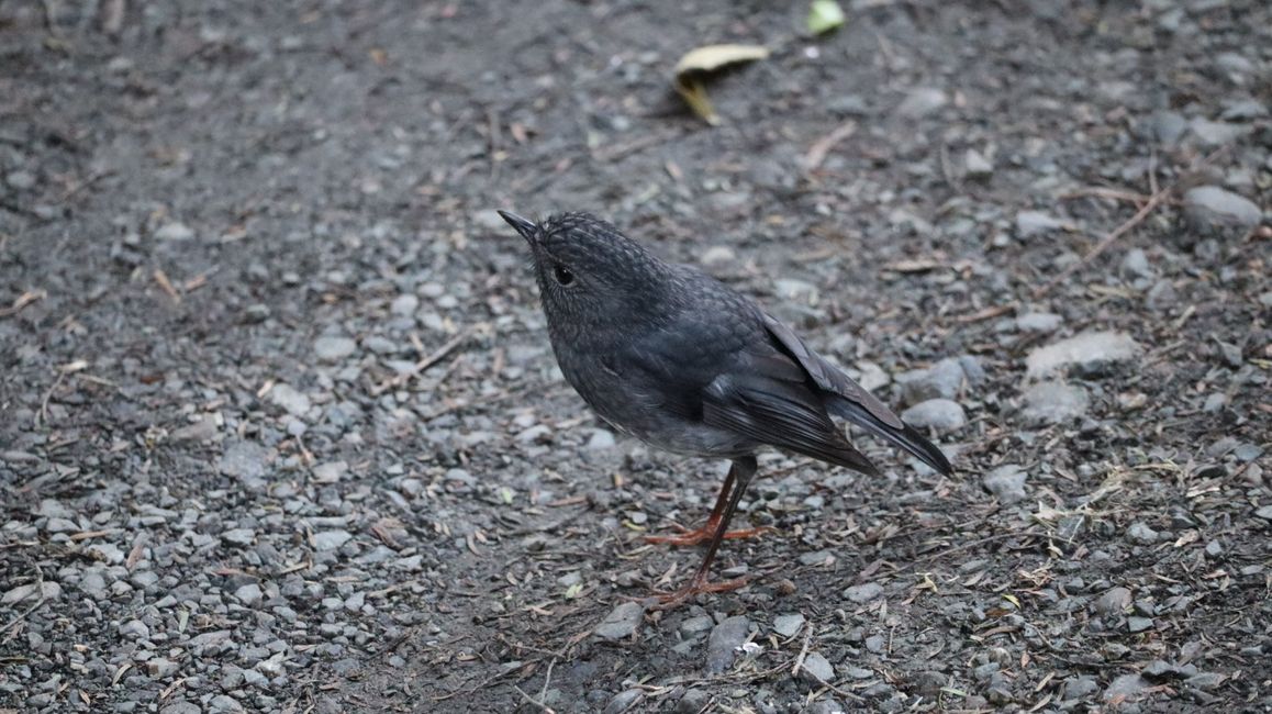 New Zealand Robin