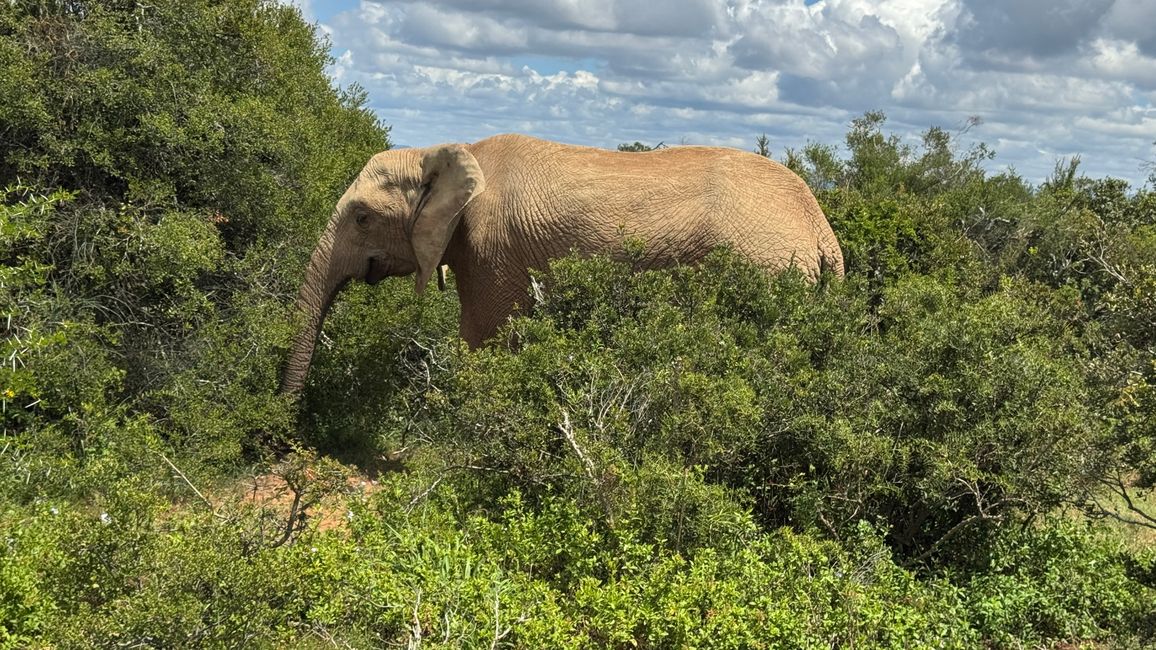 Addo Nationalpark