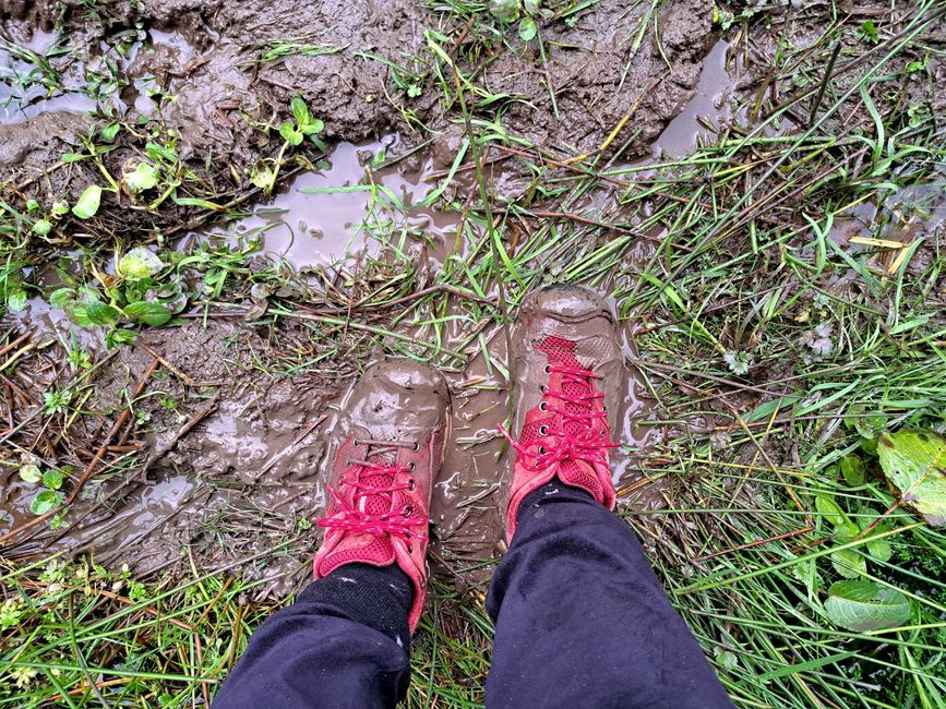 Wildschweinmodderpampenschlamm