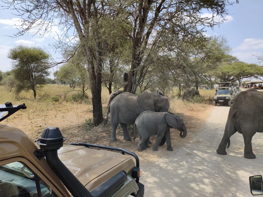 Parc national de Tarangire