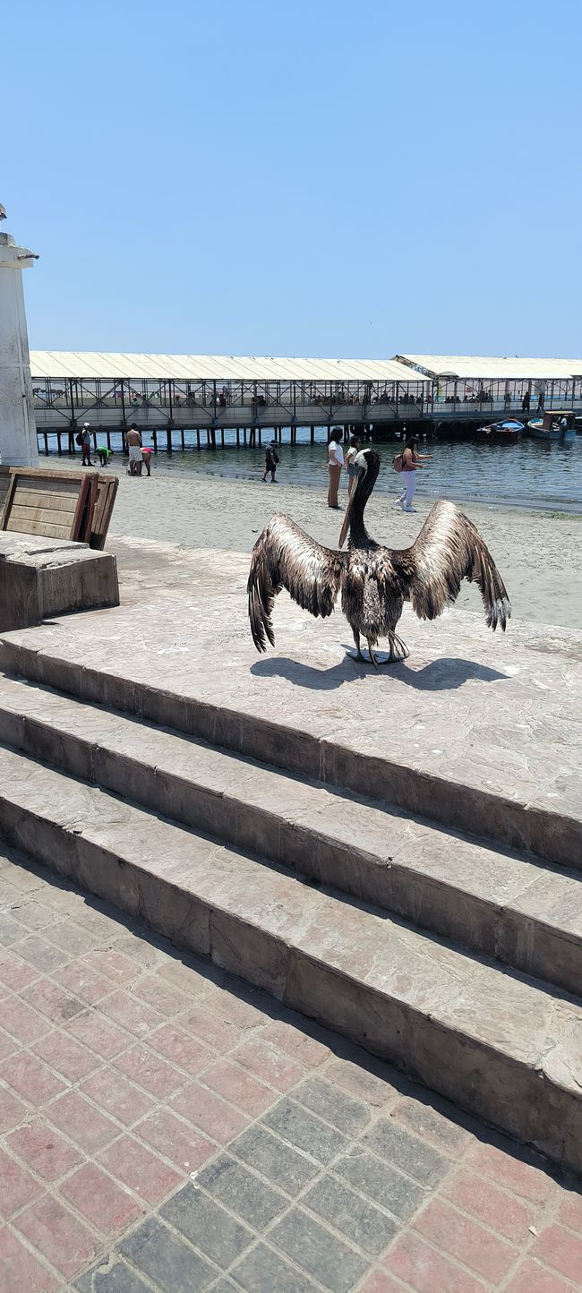 Part 2: Arrive in Paracas and do a little exploring