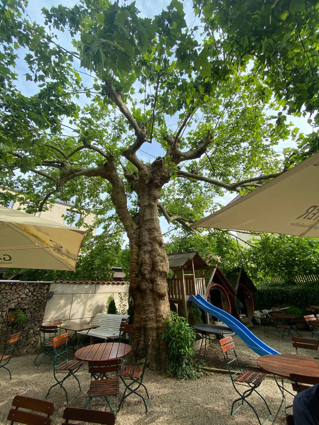 Dieser uralte Baum steht in einem Biergarten