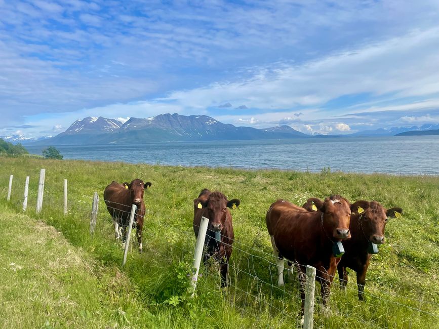 Vue sur le Middagstinden (à gauche) et les deux Bentjordstinden (à droite)