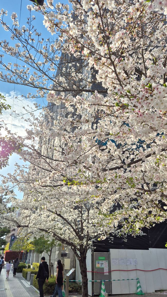 Die Kirschblüte