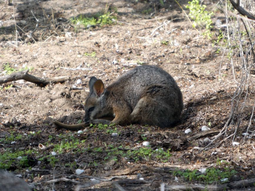 Kingscote - Victor Harbor - Hahndorf