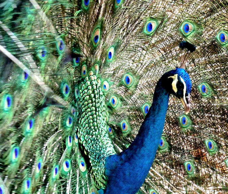 Bird Park