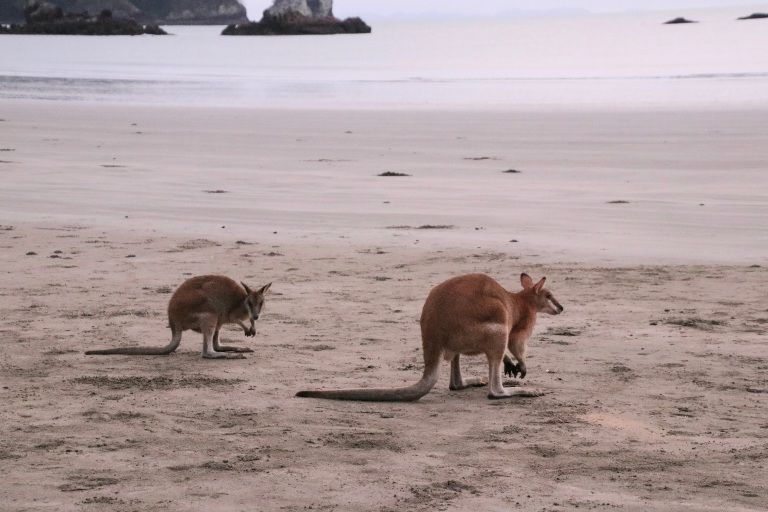 Day 9: Kangaroos - Rainforest - Platypuses - Coast