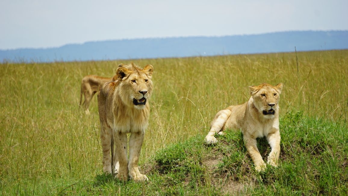 Jambo Kenia