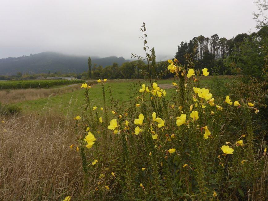 2025-03-16 WWOOF 2, Hokitika chez Joan et direction Picton