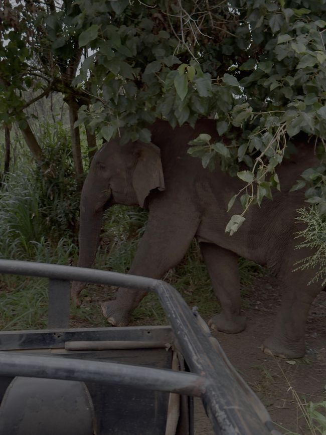 Première semaine au Sri Lanka