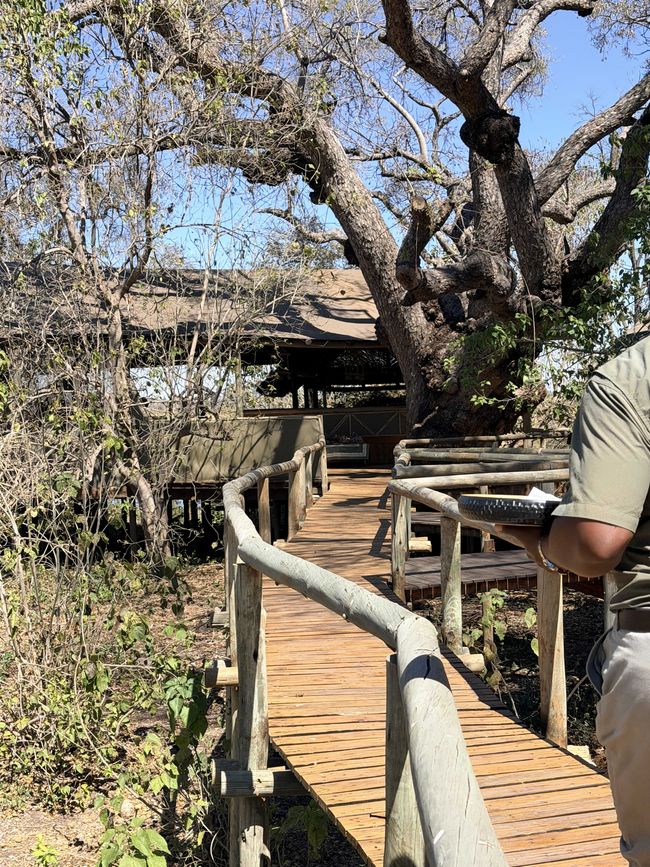 Vom Chobe zum Okavango