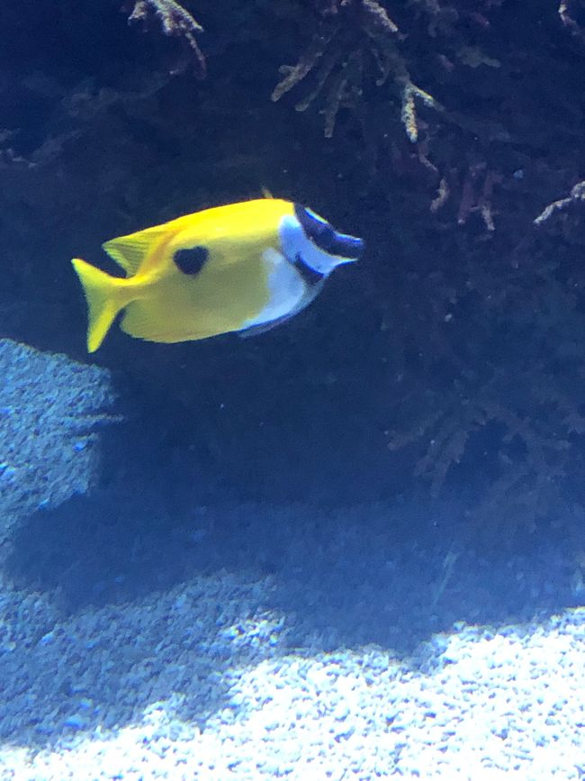 Dieser Fisch trug sein Herz auf der Haut