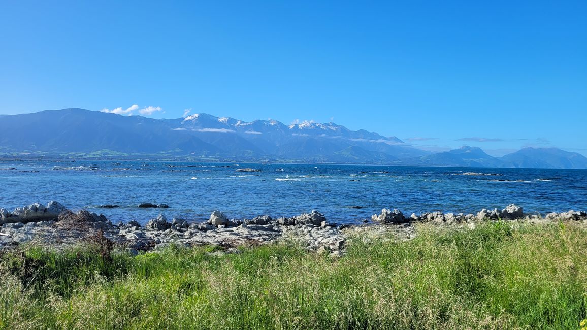 "Animal Watching" in Kaikoura – Part One