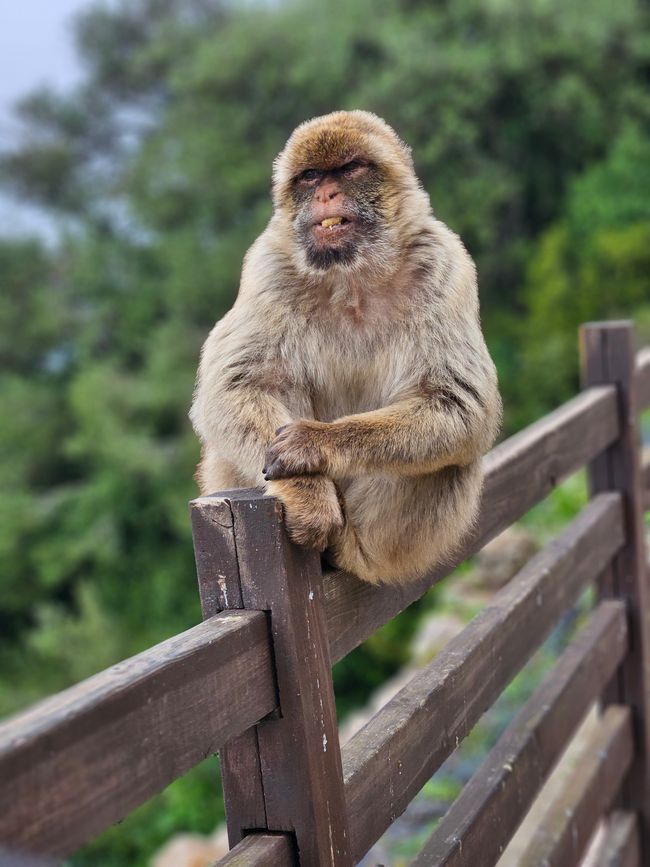 Macaco berbero