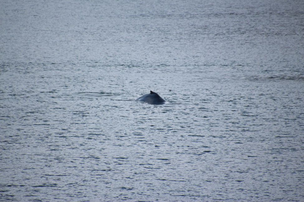 Day 13: Port Hardy - INSIDE PASSAGE  Prince Rupert