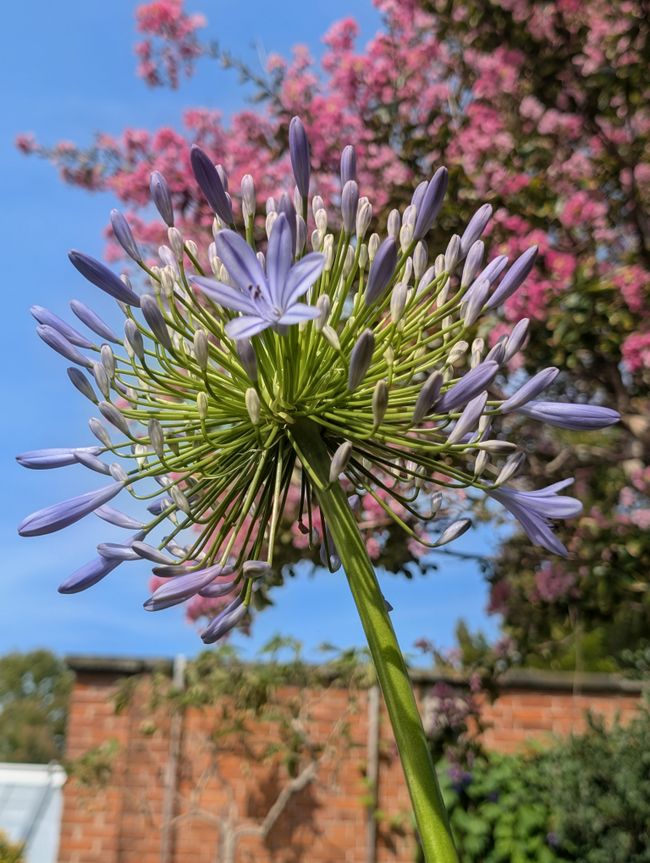 Blumen