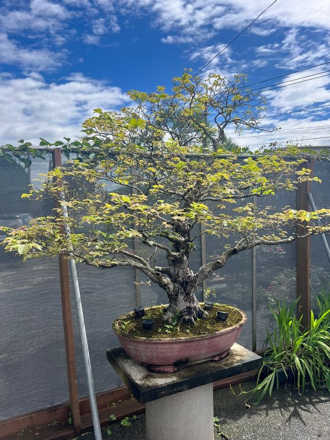 Bonsai