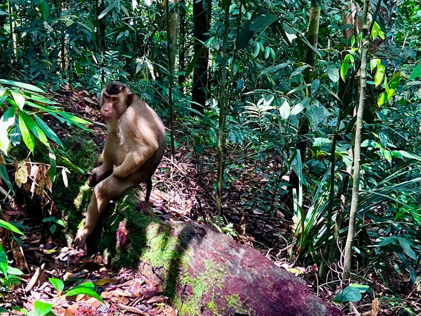Day 37 to 39 - Sumatra's legendary jungle - Bukit Lawang