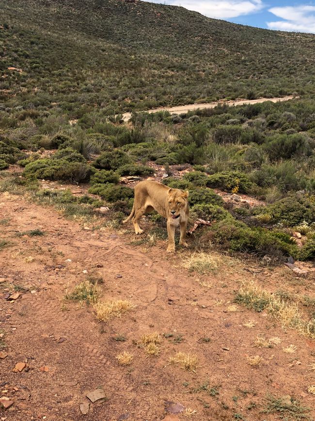 #3 - Kapstadt - Safari - Big Five