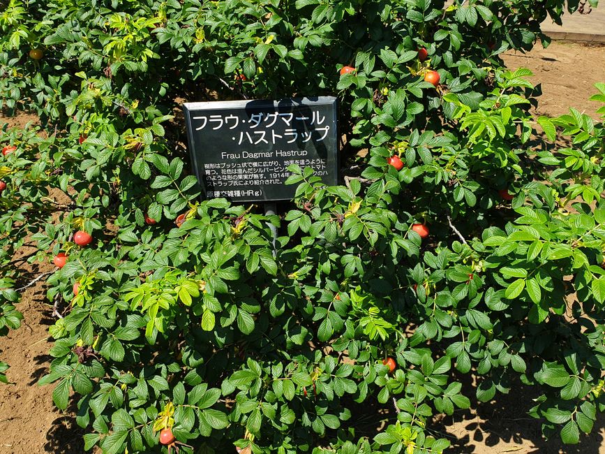 Witziger Name