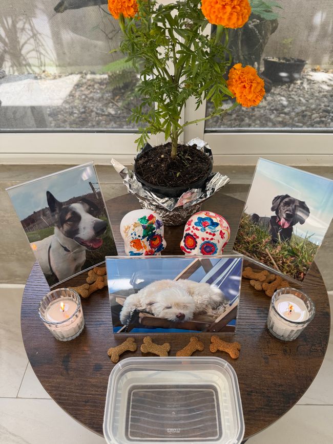 Lucky, Zante, Rübe ❤️🐾