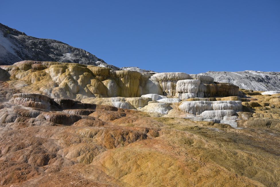 Mammoth Hot Springs - Sinterterrassen